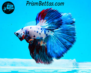 Marble Halfmoon Male