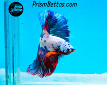 Load image into Gallery viewer, Marble Halfmoon Male