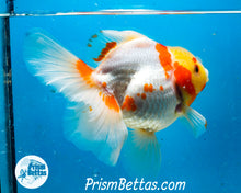 Load image into Gallery viewer, Sakaru Longfinned Godzilla Shogun Oranda (5.25 inches) Imported in Thailand