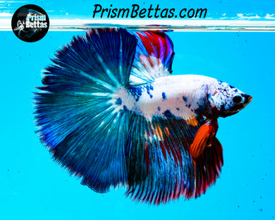 Marble Halfmoon Male