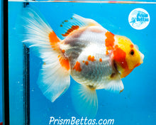Load image into Gallery viewer, Sakaru Longfinned Godzilla Shogun Oranda (5.25 inches) Imported in Thailand