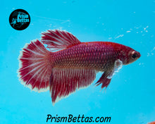 Load image into Gallery viewer, Purple Salamander Halfmoon Female