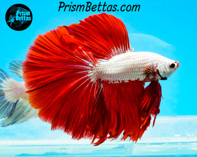 Red Dragon Halfmoon Male