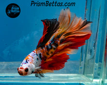 Load image into Gallery viewer, Candy Koi Halfmoon Male