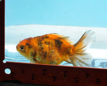 Load image into Gallery viewer, Tiger Calico Oranda  (3.5 inches) Imported from Thailand