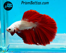 Load image into Gallery viewer, Red Dragon Halfmoon Male