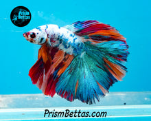 Load image into Gallery viewer, Marble Doubletail Halfmoon Male