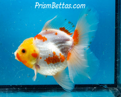 Sakaru Longfinned Godzilla Shogun Oranda (5.25 inches) Imported in Thailand
