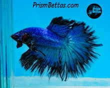 Load image into Gallery viewer, Turquoise Butterfly Halfmoon Male