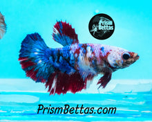 Load image into Gallery viewer, Marble Halfmoon Female Buy 4 Get 1 Free