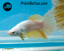 Load image into Gallery viewer, Gold Dragon Halfmoon Female