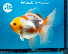 Load image into Gallery viewer, Sakaru Longfinned Godzilla Shogun Oranda (5.25 inches) Imported in Thailand