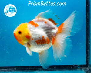 Sakaru Longfinned Godzilla Shogun Oranda (5.25 inches) Imported in Thailand