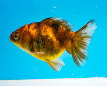 Load image into Gallery viewer, Tiger Calico Oranda  (3.5 inches) Imported from Thailand
