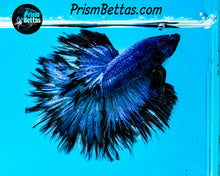 Load image into Gallery viewer, Turquoise Butterfly Halfmoon Male