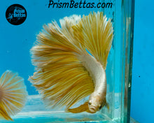 Load image into Gallery viewer, Gold Dragon Halfmoon Male