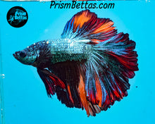 Load image into Gallery viewer, Marble Halfmoon Male