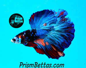 Blacklight Candy Halfmoon Male