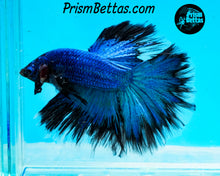 Load image into Gallery viewer, Turquoise Butterfly Halfmoon Male