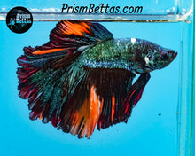 Load image into Gallery viewer, Marble Halfmoon Male