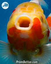 Load image into Gallery viewer, Sakaru Longfinned Godzilla Shogun Oranda (5.25 inches) Imported in Thailand