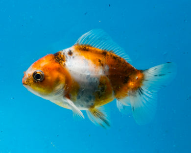 Calico Oranda  (3.5 inches) Imported from Thailand