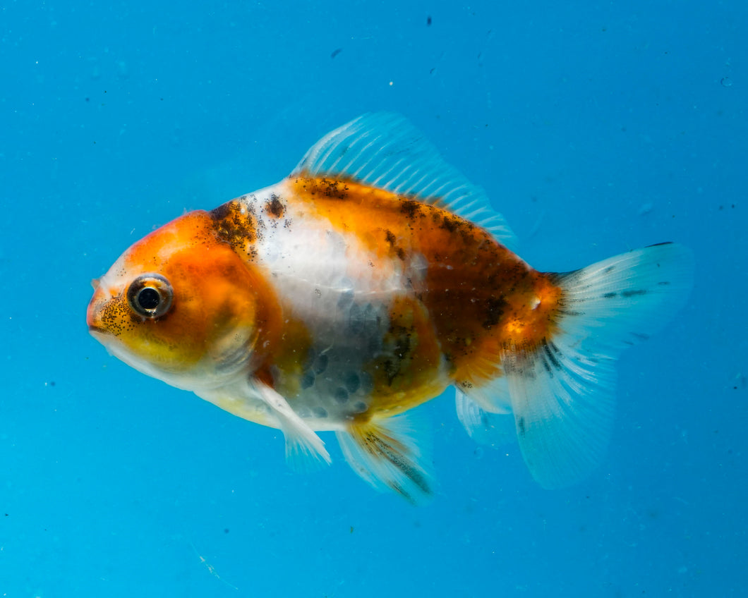 Calico Oranda  (3.5 inches) Imported from Thailand