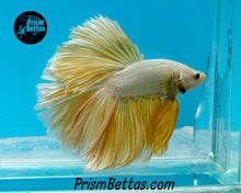 Load image into Gallery viewer, Gold Dragon Halfmoon Male