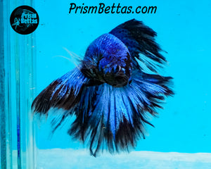 Turquoise Butterfly Halfmoon Male