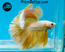 Load image into Gallery viewer, Gold Dragon Halfmoon Male
