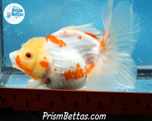 Load image into Gallery viewer, Sakaru Longfinned Godzilla Shogun Oranda (5.25 inches) Imported in Thailand