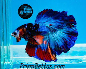 Blacklight Candy Halfmoon Male