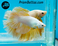 Load image into Gallery viewer, Gold Dragon Halfmoon Female