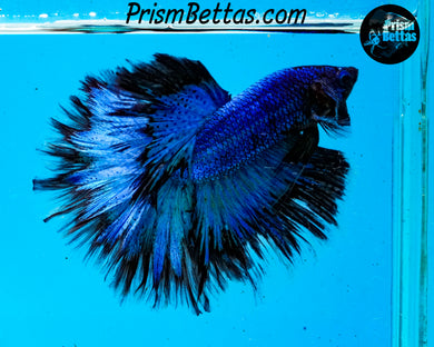 Turquoise Butterfly Halfmoon Male