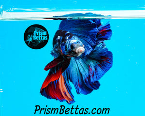 Blacklight Candy Halfmoon Male