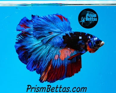 Blacklight Candy Halfmoon Male