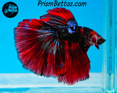 Red Koi Halfmoon Male