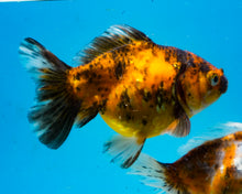 Load image into Gallery viewer, Tiger Calico Oranda  (3.5 inches) Imported from Thailand