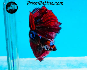Red Koi Halfmoon Male