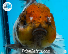 Load image into Gallery viewer, Kirin Godzilla Shogun Oranda Female(4.5 inches) Imported in Thailand