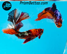 Load image into Gallery viewer, Marble Halfmoon Female