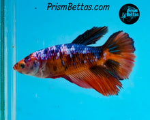 Load image into Gallery viewer, Marble Halfmoon Female