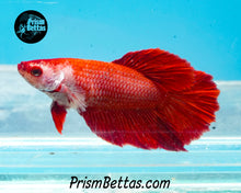 Load image into Gallery viewer, Red Halfmoon Female