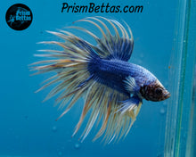 Load image into Gallery viewer, Yellow Grizzle Crowntail Male