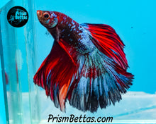 Load image into Gallery viewer, Marble Halfmoon Male