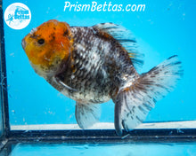 Load image into Gallery viewer, Kirin Godzilla Shogun Oranda Female(4.5 inches) Imported in Thailand