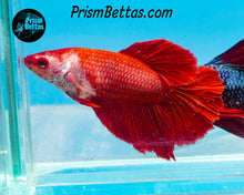 Load image into Gallery viewer, Red Halfmoon Female