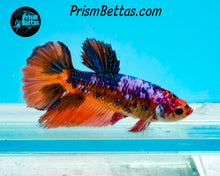 Load image into Gallery viewer, Marble Halfmoon Female