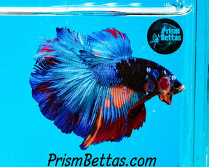 Blacklight Candy Halfmoon Male