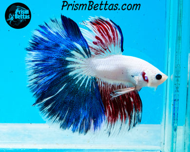 Marble Halfmoon Male